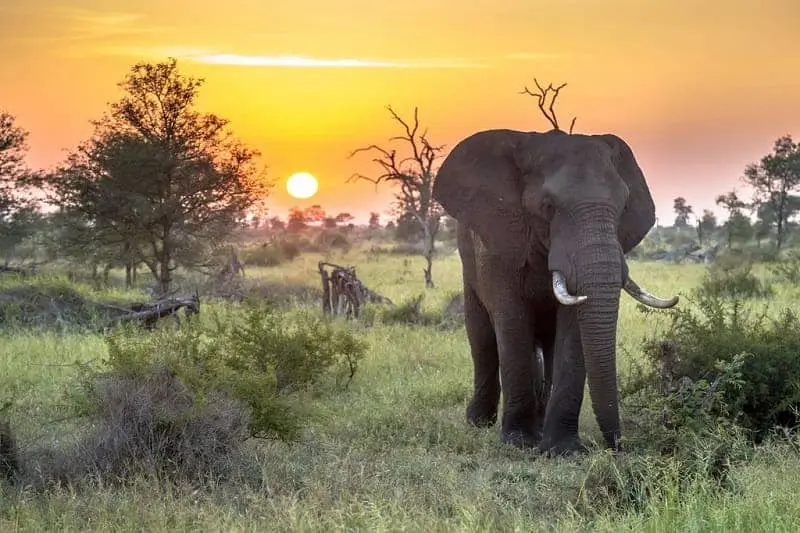 Taman Nasional Kruger