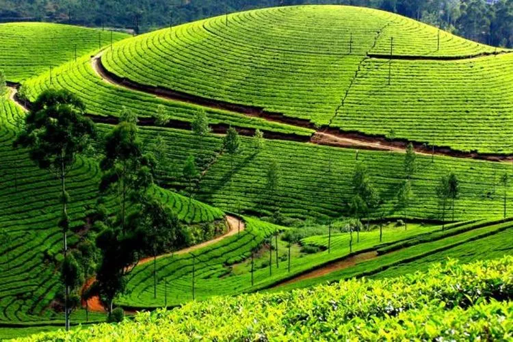 Perkebunan teh taraju salah satu tempat wisata di Tasikmalaya yang lagi hits